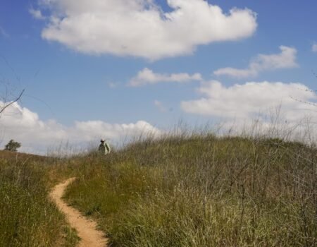 What are some free or low-cost activities to do while camping?
