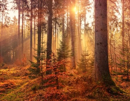 Time Capsule Treasure Hunt: A Fun Camping Activity for Kids