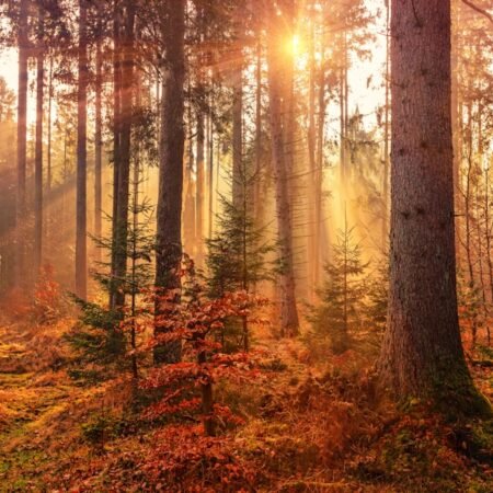 Time Capsule Treasure Hunt: A Fun Camping Activity for Kids